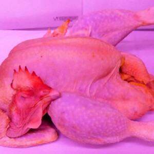 GALLINA